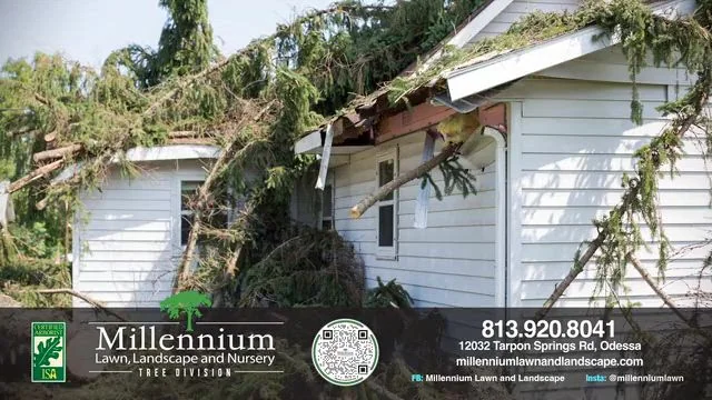 Large mature trees on a Tampa Bay property, the kind Millennium removes and manages after storm damage
