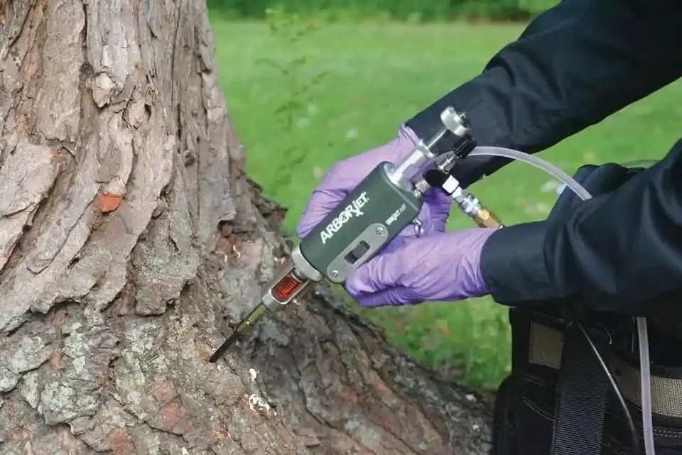 ArborJet trunk-injection ports set into the base of a tree by Millennium Lawn, Landscape & Nursery in Odessa, FL