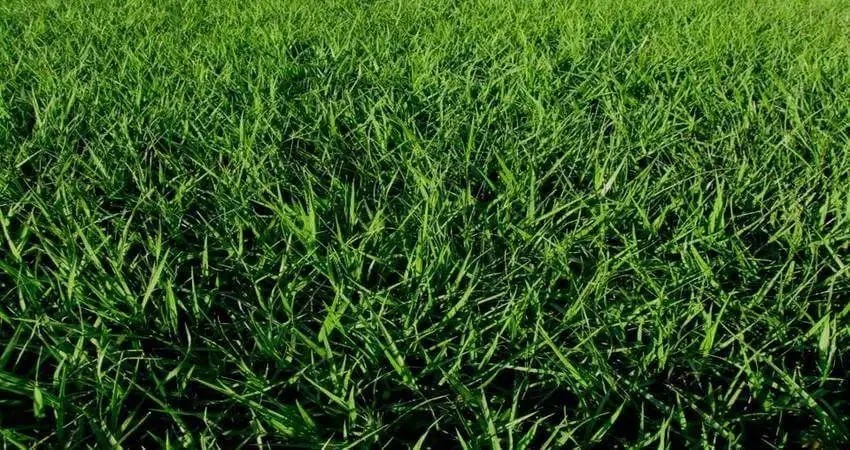 Bahia grass Florida lawn