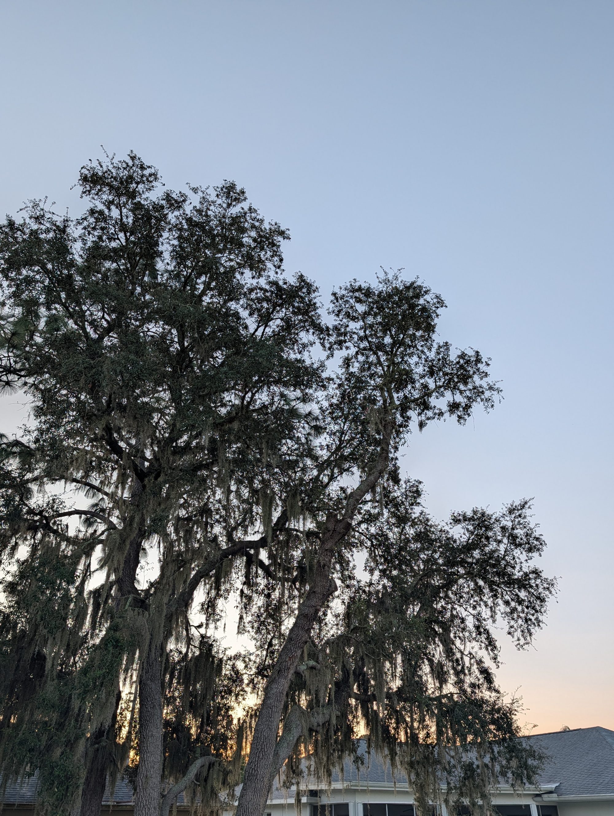 An arborist performing Arborjet trunk injection at the base of a Florida palm, delivering treatment directly into the tree
