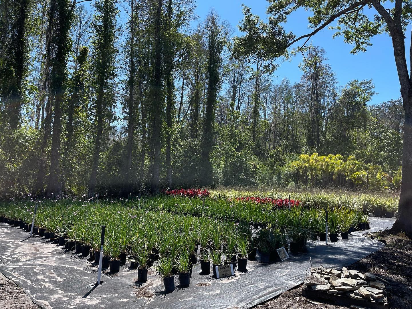 Rows of container shrubs and grasses at the Millennium nursery in Odessa