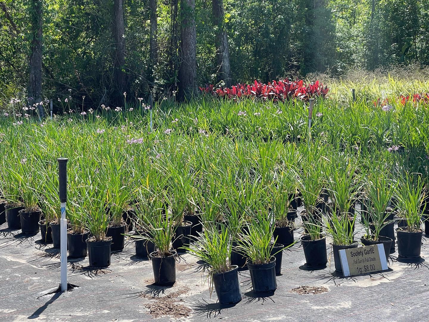 Rows of container shrubs and grasses at the Millennium nursery in Odessa