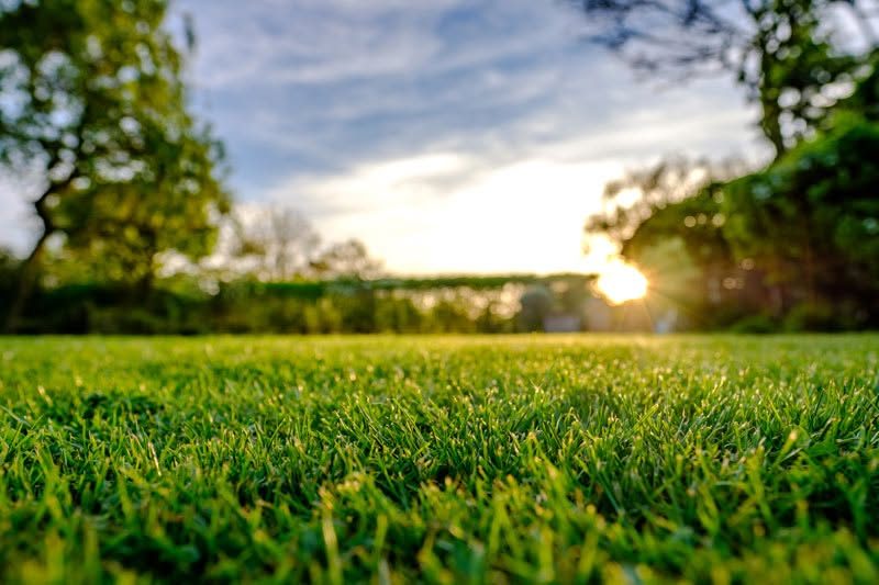 Standing water pooling in a low spot of a Tampa Bay lawn the morning after heavy rain