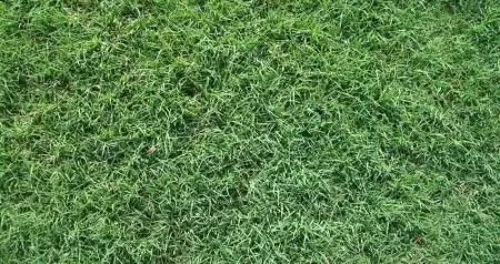 Bermuda grass athletic field Tampa