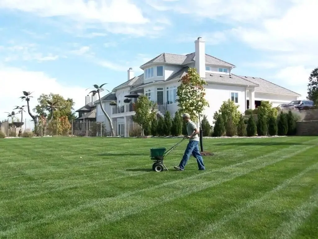 Lush, evenly fertilized lawn in Tampa Bay