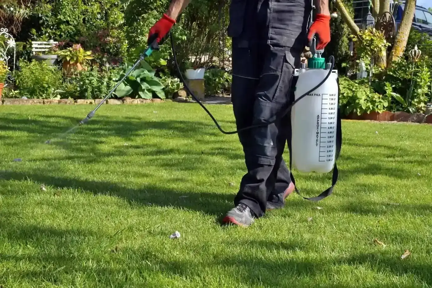 Licensed applicator applying liquid lawn treatment with a sprayer
