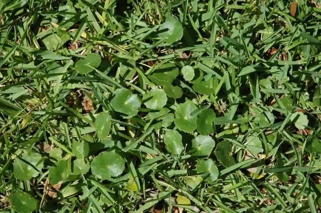 Targeted weed control on a Tampa Bay lawn