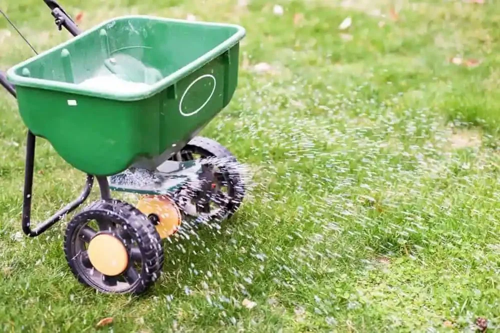 Broadcast spreader applying granular fertilizer to a green Tampa Bay lawn