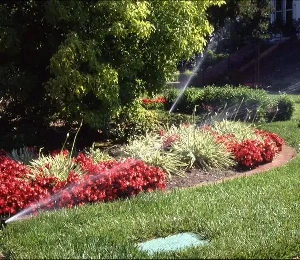Irrigation spray heads watering a planted Florida garden bed with clean turf edging