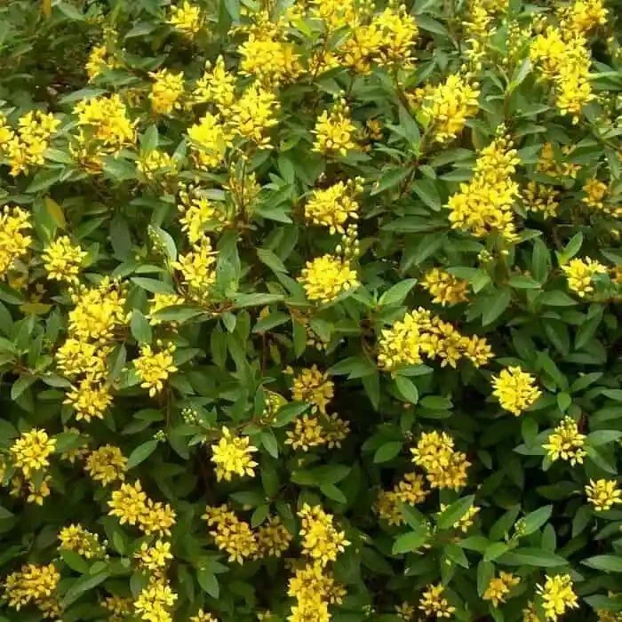 Lush healthy plants at Millennium's 20-acre nursery