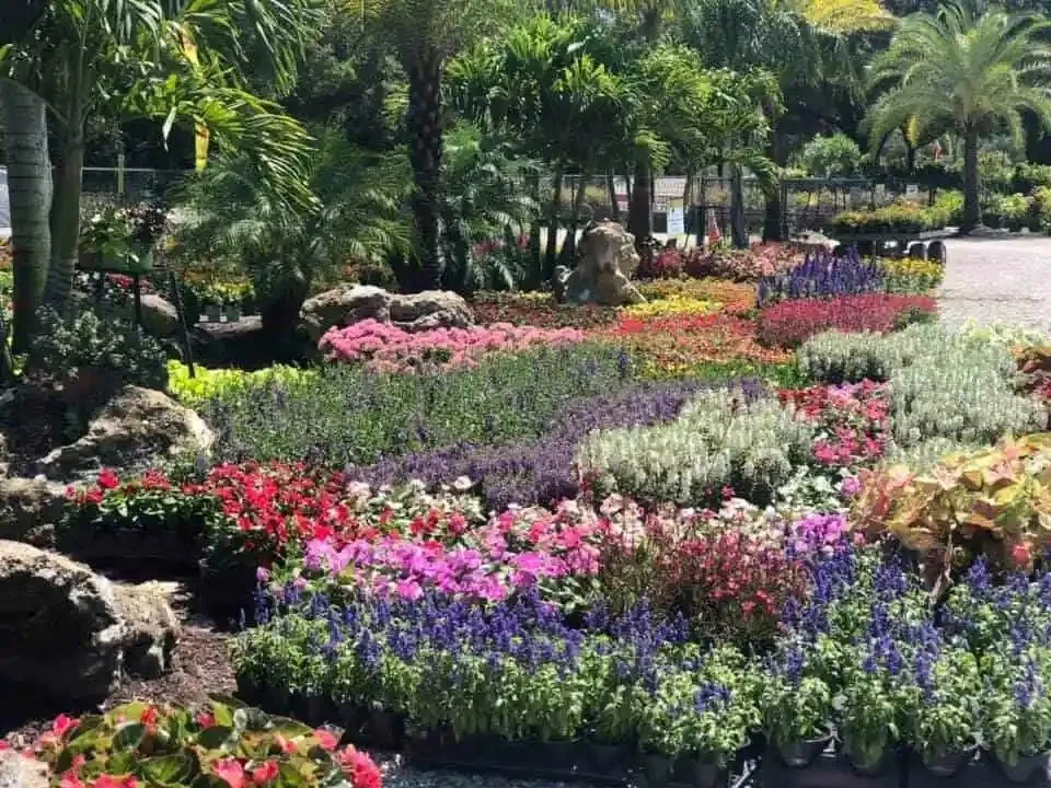 Millennium's plant nursery filled with colorful annuals, perennials, palms and trees