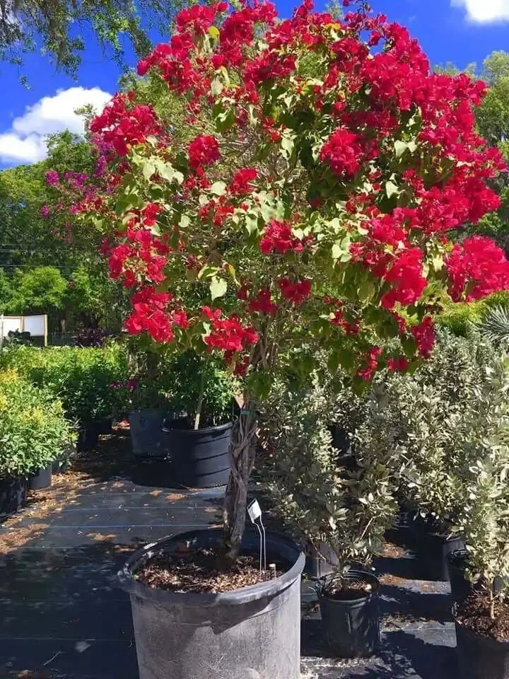 Shade trees at Millennium nursery