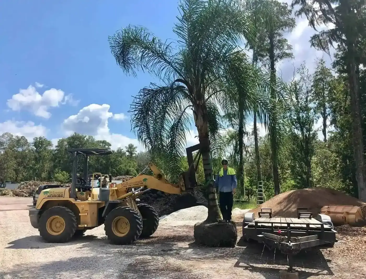 Palms and tropicals in the nursery