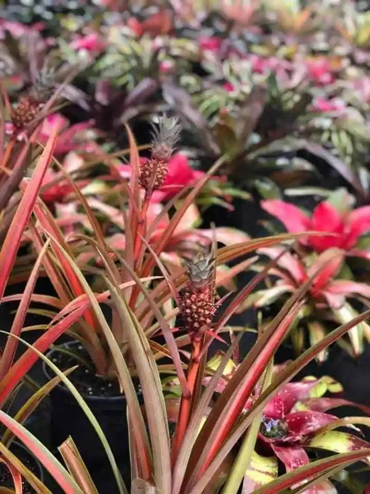 Flowering trees and shrubs
