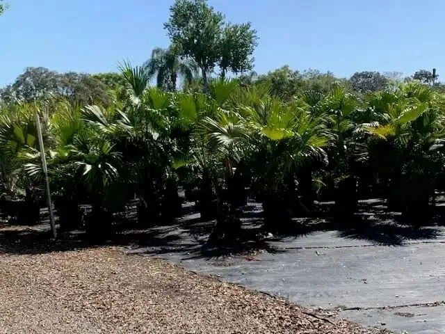 Florida native plants