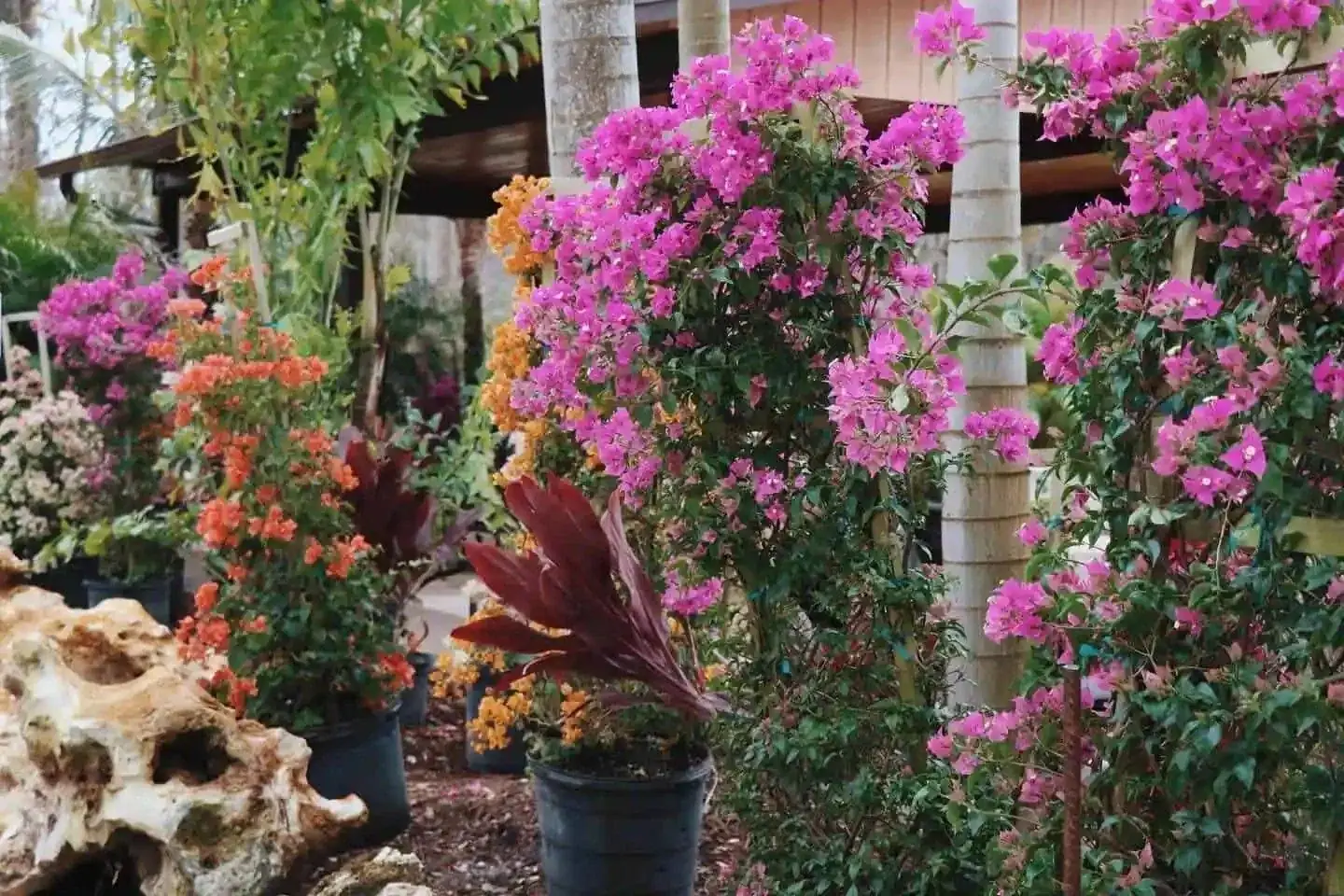 Ground covers and ornamentals
