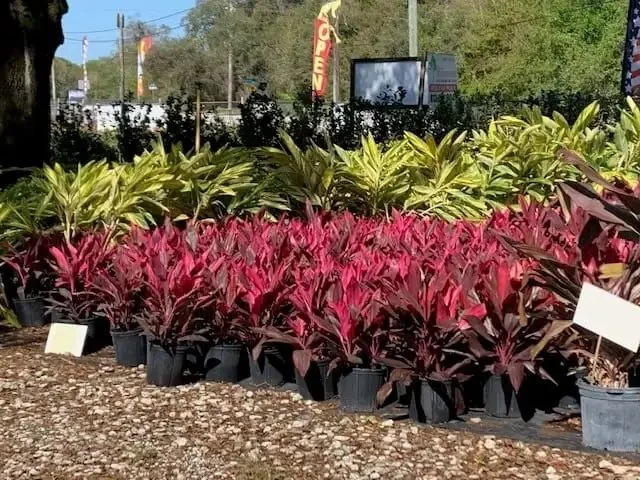 Pottery and garden decor
