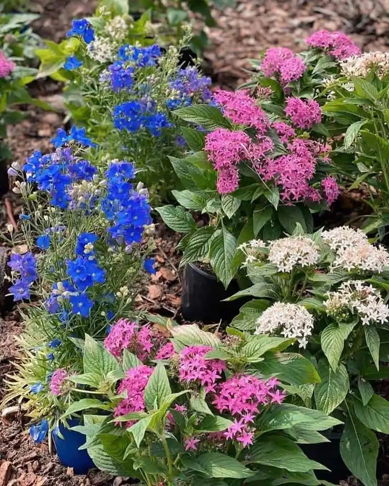 Nursery rows of tropical plants