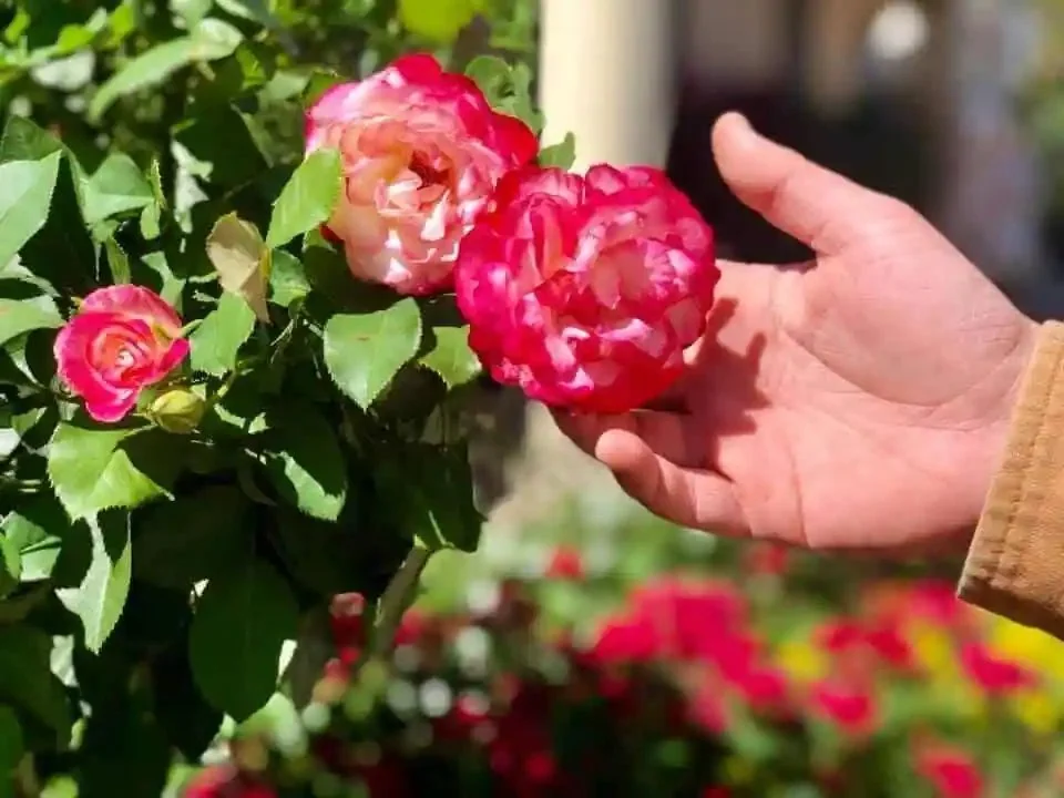 Flowering shrubs and colorful annuals