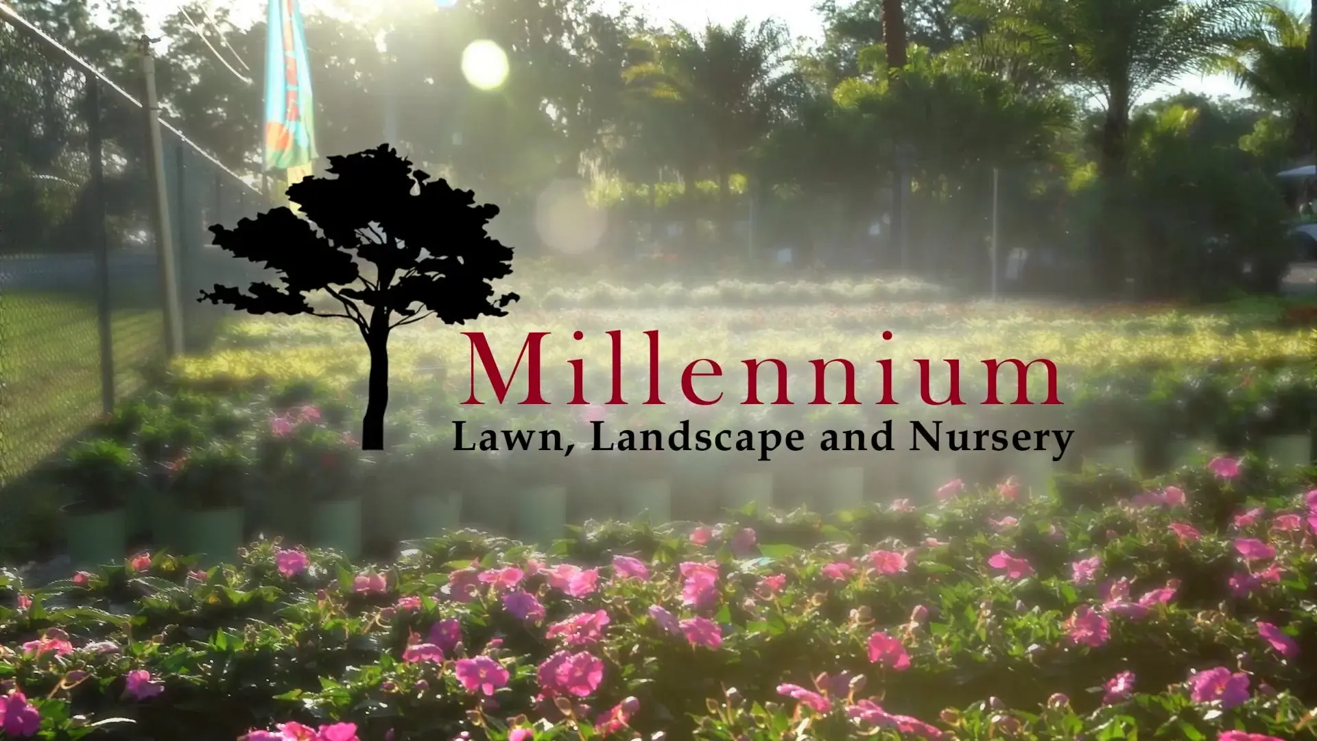 A completed Millennium design/build landscape project in Greater Tampa Bay