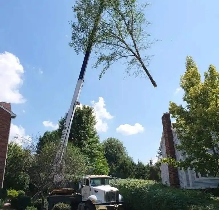 Tree removal work by the Millennium crew in Greater Tampa Bay