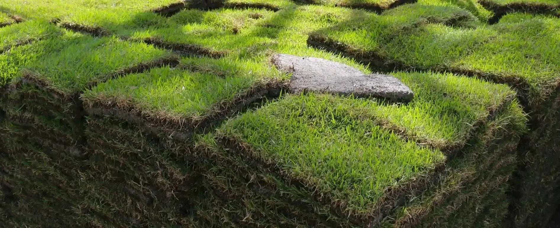 Fresh sod installation in Tampa Bay by Millennium Lawn