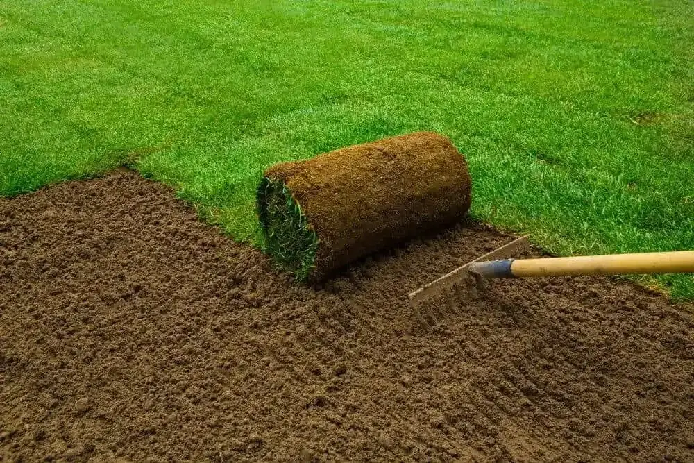 Empire Zoysia grass Tampa Bay