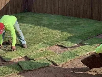 Green lawn after sod installation Tampa