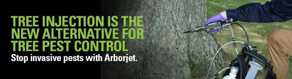 ArborJet micro-infusion treatment being injected directly into a tree's trunk in Tampa Bay, FL