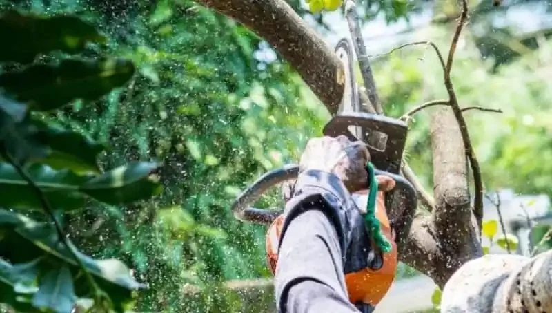 Tree services and limb removal by Millennium in Tampa Bay