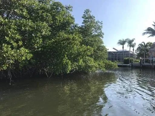 Large tree work by the Millennium crew in Greater Tampa Bay